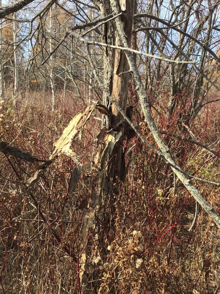 MAPSLearningCommons tweet media