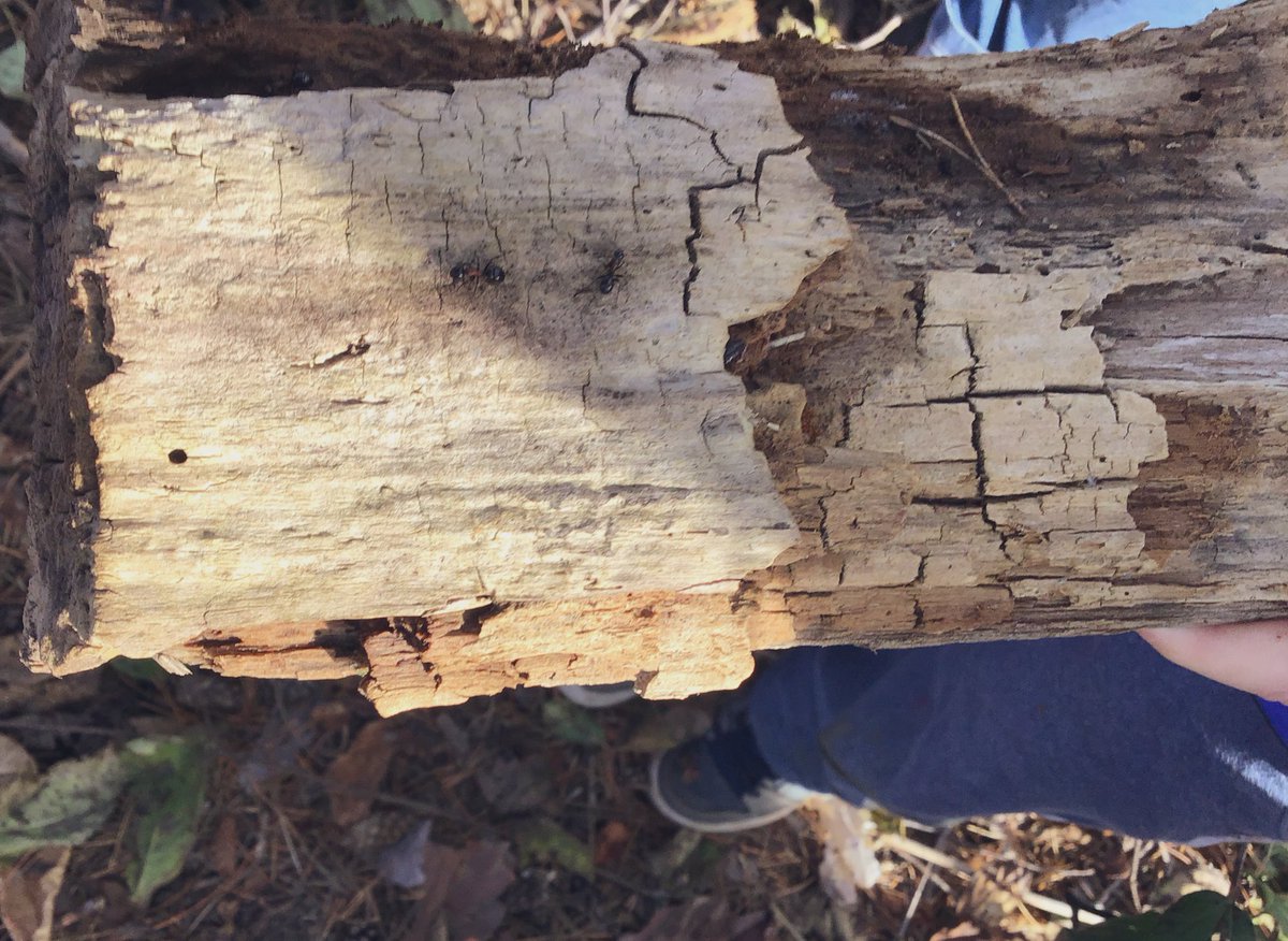 MAPSLearningCommons tweet media