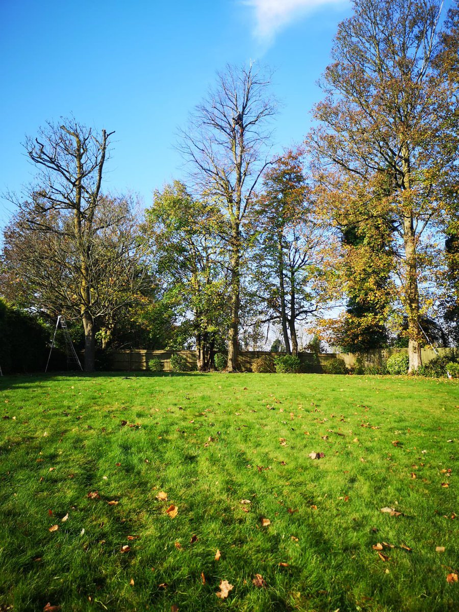 PrimaryTreeSurg's tweet photo. JB &amp; TB reduced a large Lime tree, work to one of several trees in this lovely garden #Crownlifting and #crownreductions will be completed on Monday #teamworkmakesthedreamwork #treesurgery #treesurgery #blueskies https://t.co/j3sNM5Oryo