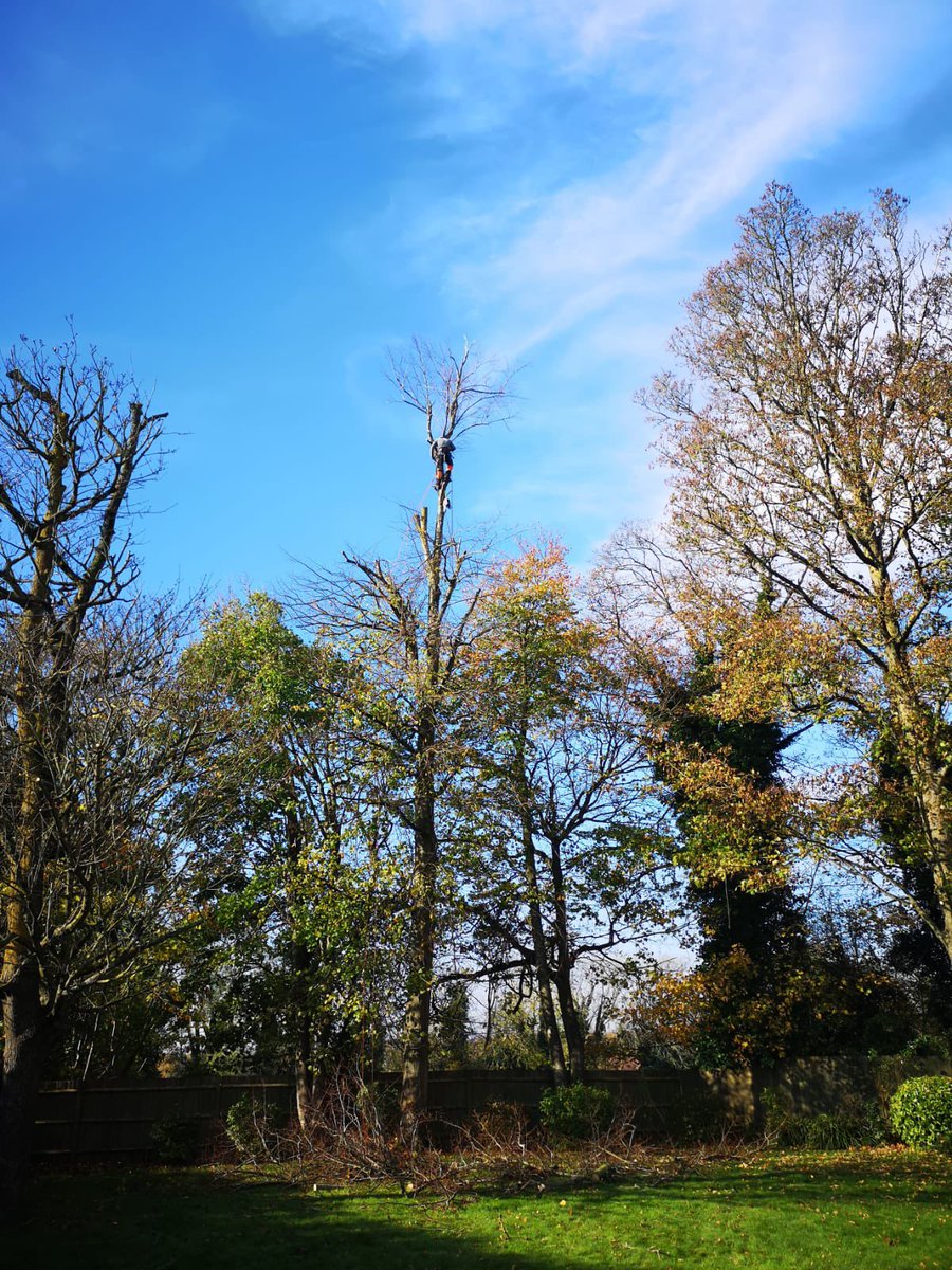 PrimaryTreeSurg's tweet photo. JB &amp; TB reduced a large Lime tree, work to one of several trees in this lovely garden #Crownlifting and #crownreductions will be completed on Monday #teamworkmakesthedreamwork #treesurgery #treesurgery #blueskies https://t.co/j3sNM5Oryo