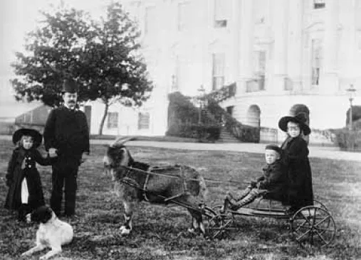 ok after cleveland and before cleveland was benjamin harrisonhe had a goat named old whiskers he got for grandkids to play withalso his own collie doggo named dashalso two possumsmr reciprocitymr protectiongift for grandkids but got to run around white house