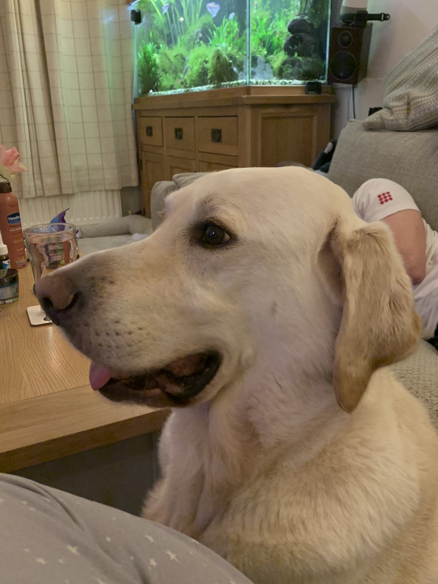 GuidedogH's tweet photo. Friday night In lockdown don’t worry I’m busy watching TV https://t.co/TybYKdTCVt