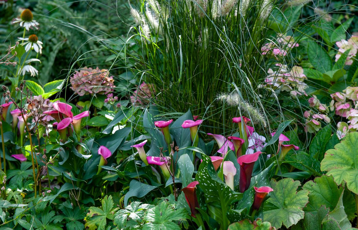 DigDropDone's tweet photo. It's time to dig and store your tender bulbs like calla lilies, dahlias, cannas, gladiolus, tuberose, and elephant ears. #digdropdone #tenderbulbs #callalily #summerbulbs #storingbulbs https://t.co/4KqOfquZxW