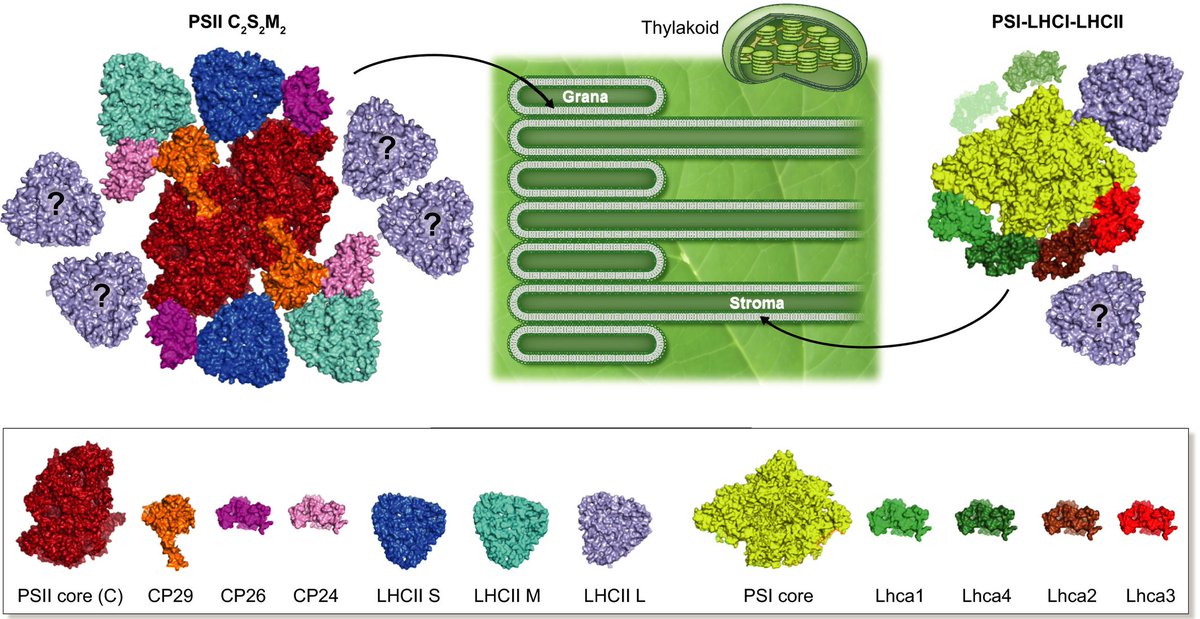 sci_plant's tweet image. Beyond ‘seeing is believing’: the antenna size of the photosystems in vivo

nph.onlinelibrary.wiley.com/doi/10.1111/np…
#plantscience #Photosystems ♻️
