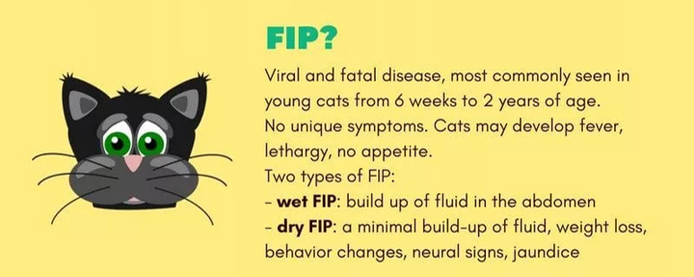 COMM3724Janse's tweet photo. FIP is a type of Coronavirus, found in our feline friends. Very few know about this silent and invisible killer. Wild and domestic felines are at risk, because they can be ASYMPTOMATIC or SYMPTOMATIC. Your knowledge can save them! Don’t worry humans are safe😊 https://t.co/rR88XCcr7B