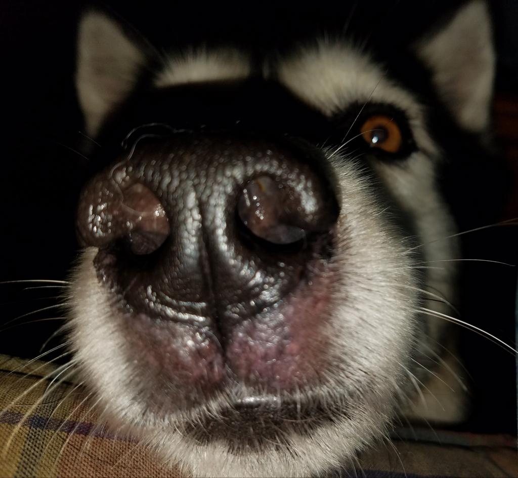 blizthehusky's tweet image. #snootaboop