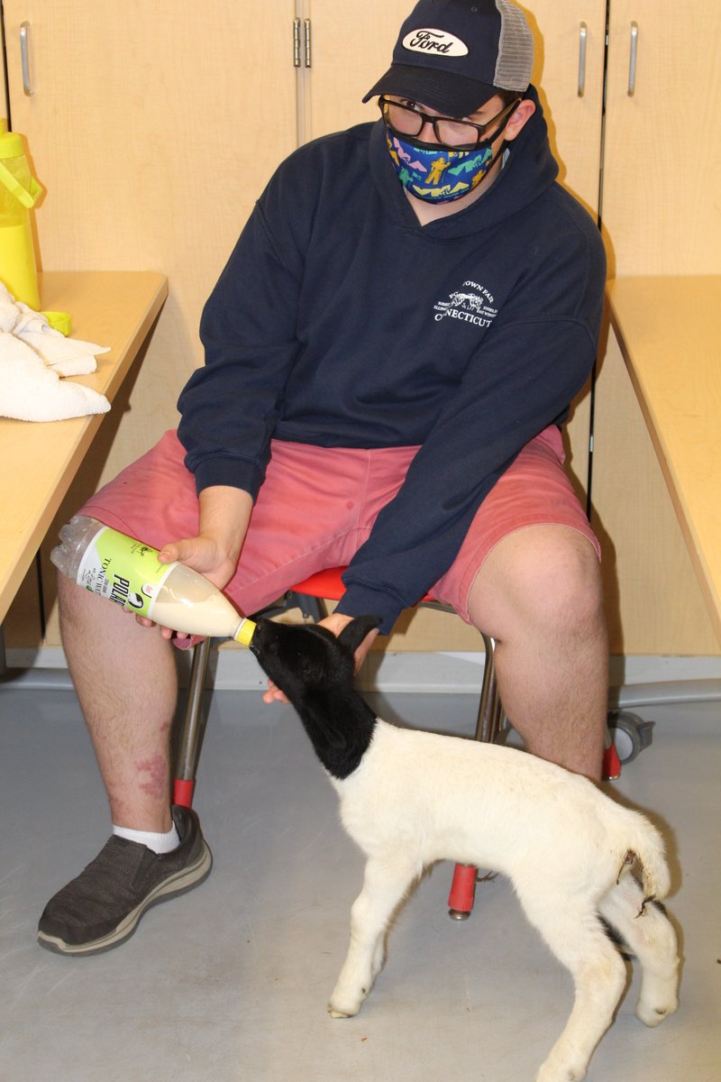 NSS_K12's tweet photo. NHS had a visitor today! Meet Blanche, a 4-day old lamb from the farm of @NarragansettFFA student, Pietro. He's bottle feeding her after she lost her mother to make sure she stays healthy. We <3  Pietro's passion and seeing him apply these real life skills in everyday farm life! https://t.co/CZSmdV9C3j