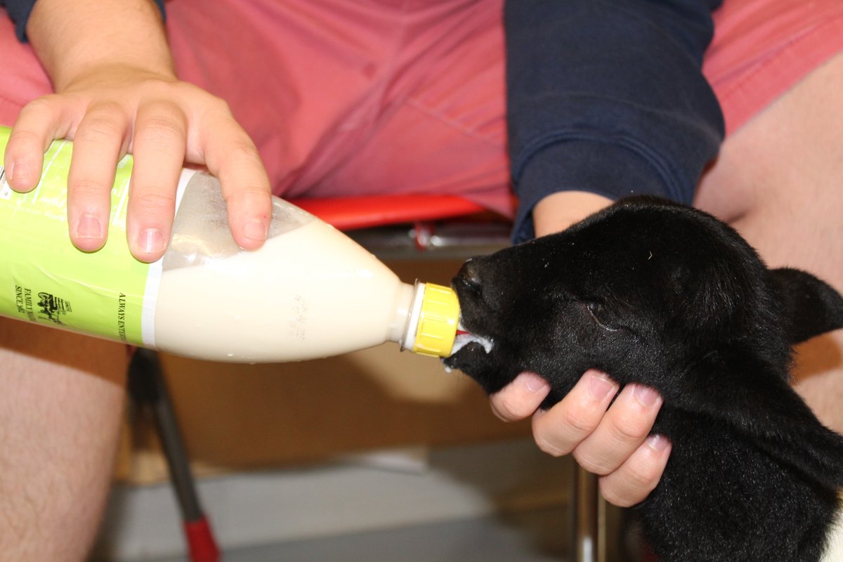 NSS_K12's tweet photo. NHS had a visitor today! Meet Blanche, a 4-day old lamb from the farm of @NarragansettFFA student, Pietro. He's bottle feeding her after she lost her mother to make sure she stays healthy. We <3  Pietro's passion and seeing him apply these real life skills in everyday farm life! https://t.co/CZSmdV9C3j