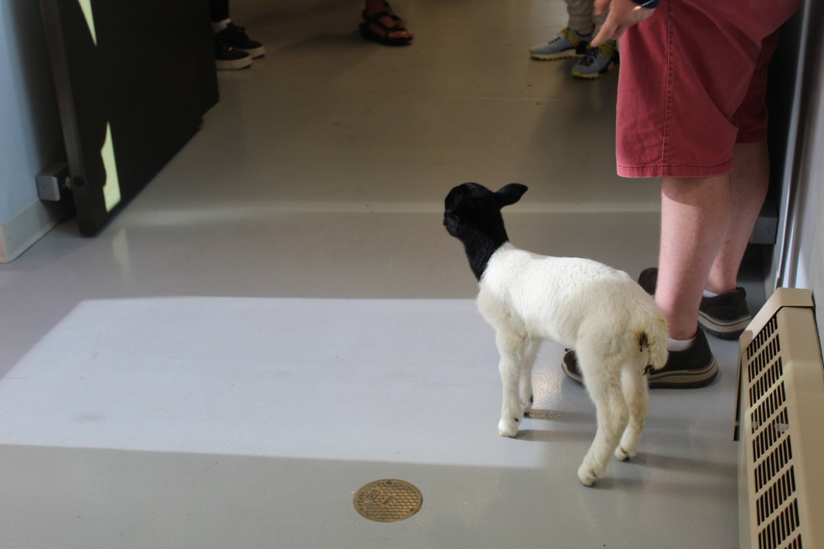 NSS_K12's tweet photo. NHS had a visitor today! Meet Blanche, a 4-day old lamb from the farm of @NarragansettFFA student, Pietro. He's bottle feeding her after she lost her mother to make sure she stays healthy. We <3  Pietro's passion and seeing him apply these real life skills in everyday farm life! https://t.co/CZSmdV9C3j