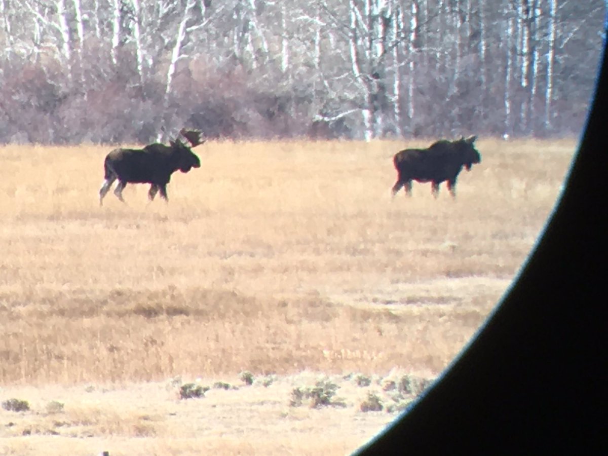 Got2Hunt2's tweet image. A lot of bull moose