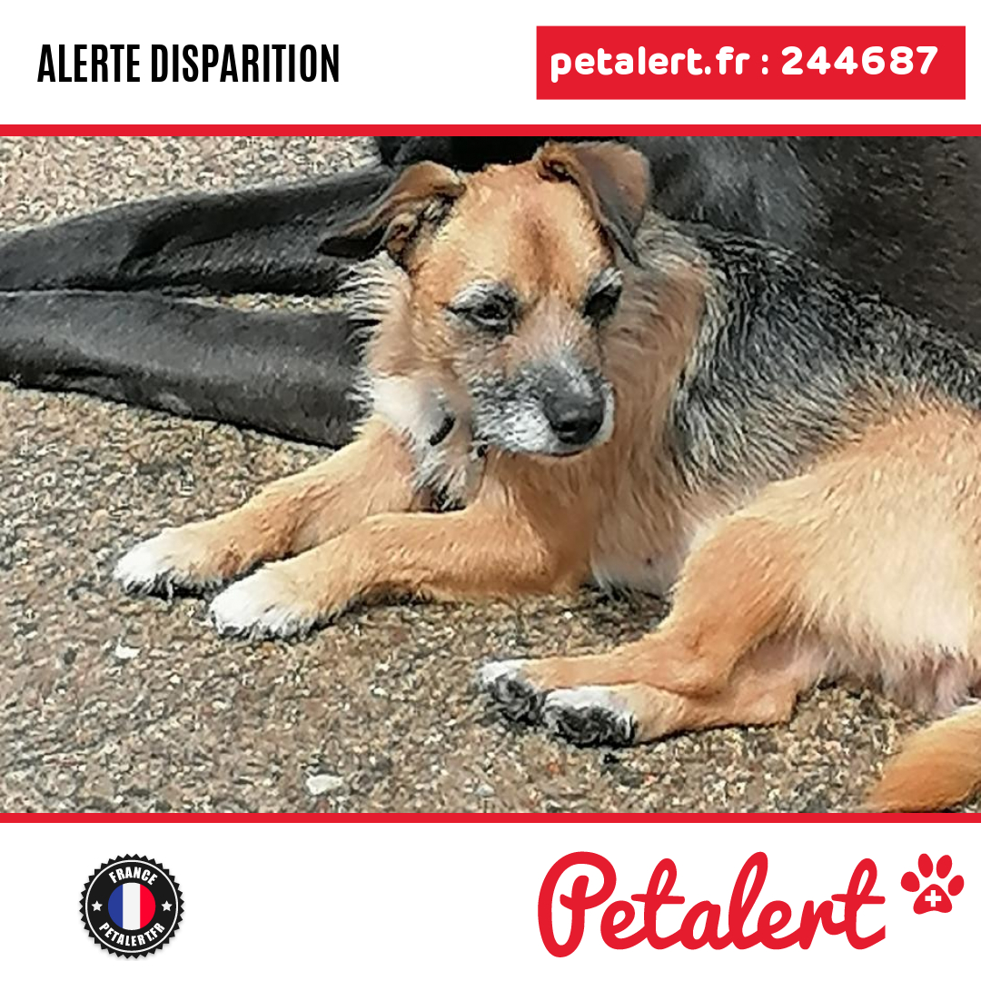 petalert_france's tweet photo. Disparu #Chien #Nievre #Murlin #Petalert  #PetAlert58 / https://t.co/BWQRDxGxOu https://t.co/uPopsWFImv
