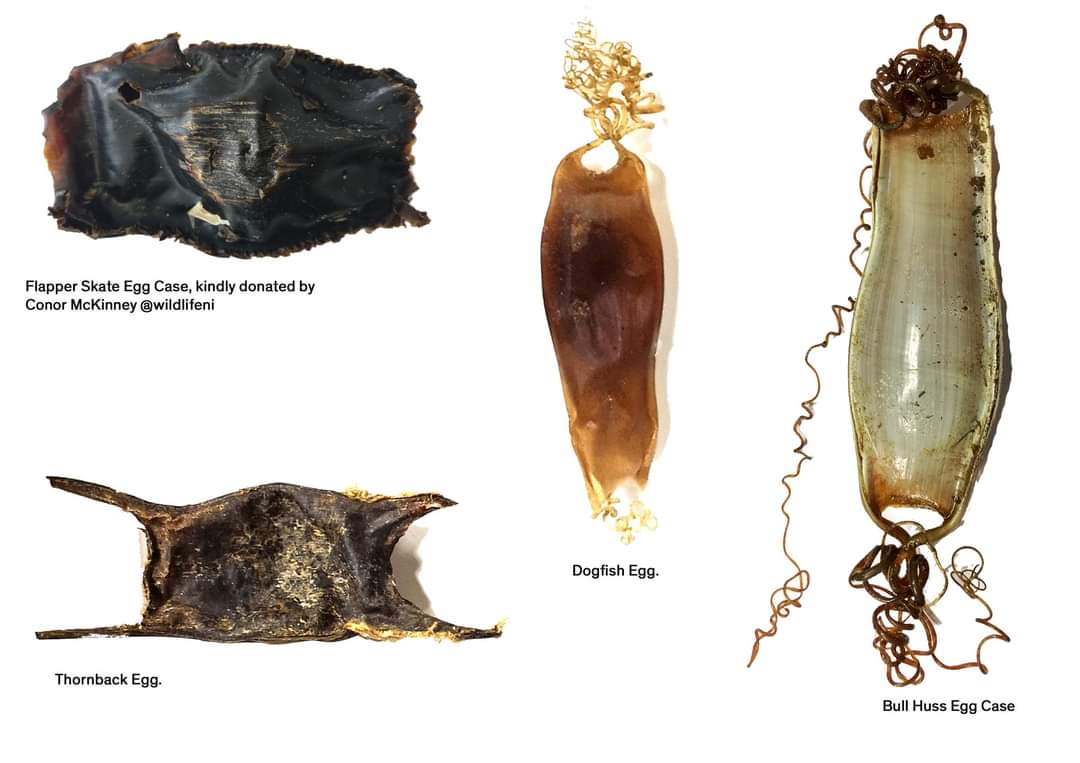 GalwayAquarium's tweet photo. Thanks @wildlifeni for the lovely #EggCases #BioFacts for education and awareness of life in the sea. https://t.co/dJCUqtaQzq