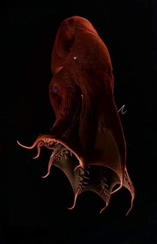 MyBeauDes's tweet photo. Vampire Squid Vampyroteuthis infernalis translates to “vampire squid from Hell” an appropriate moniker, given its cloak-like webbing and red eyes. The vampire squid is the sole survivor of its order Vampyromorphida, which were once far more numerous, about 300 million yrs ago https://t.co/erghDnaPU7