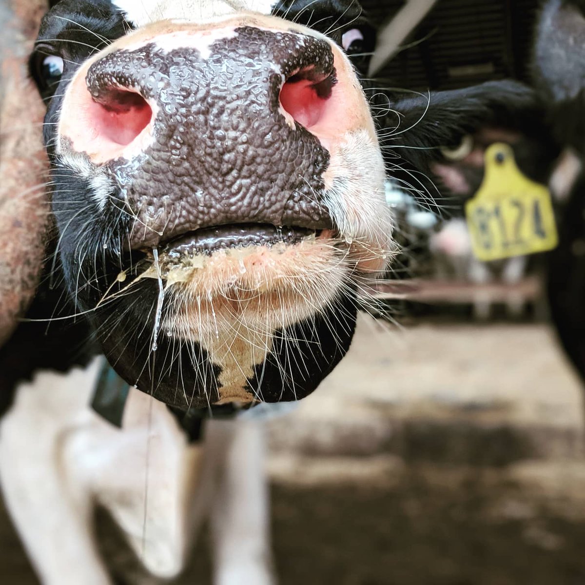 SummerDairy's tweet photo. This nosey girl wanted to make sure you saw our tweet! #summerdairyinstitute #sdi #cowlove #dairyvetsrule https://t.co/FLHYNdKgAT