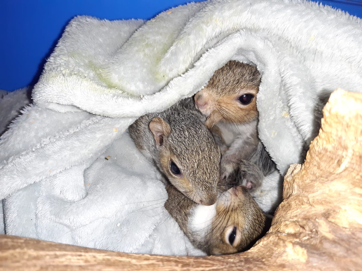 SAFETY IN NUMBERS! Grey squirrels sometimes stay in sibling groups throughout their first winter, even in the wild. These are very late babies. They will be inside, but they still think it is wise to stick close together! #WINTER #winteriscoming #WinterReady #WinterWildlife