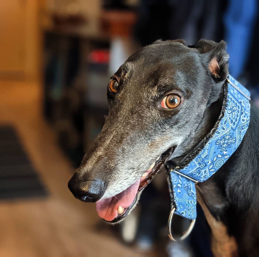 boscohouse's tweet photo. Happy Friday. #greyhound #greyhoundlove #greyhounding #retiredlife #40mphcouchpotato https://t.co/9aYfqC8lZi https://t.co/qrsnqbYsID