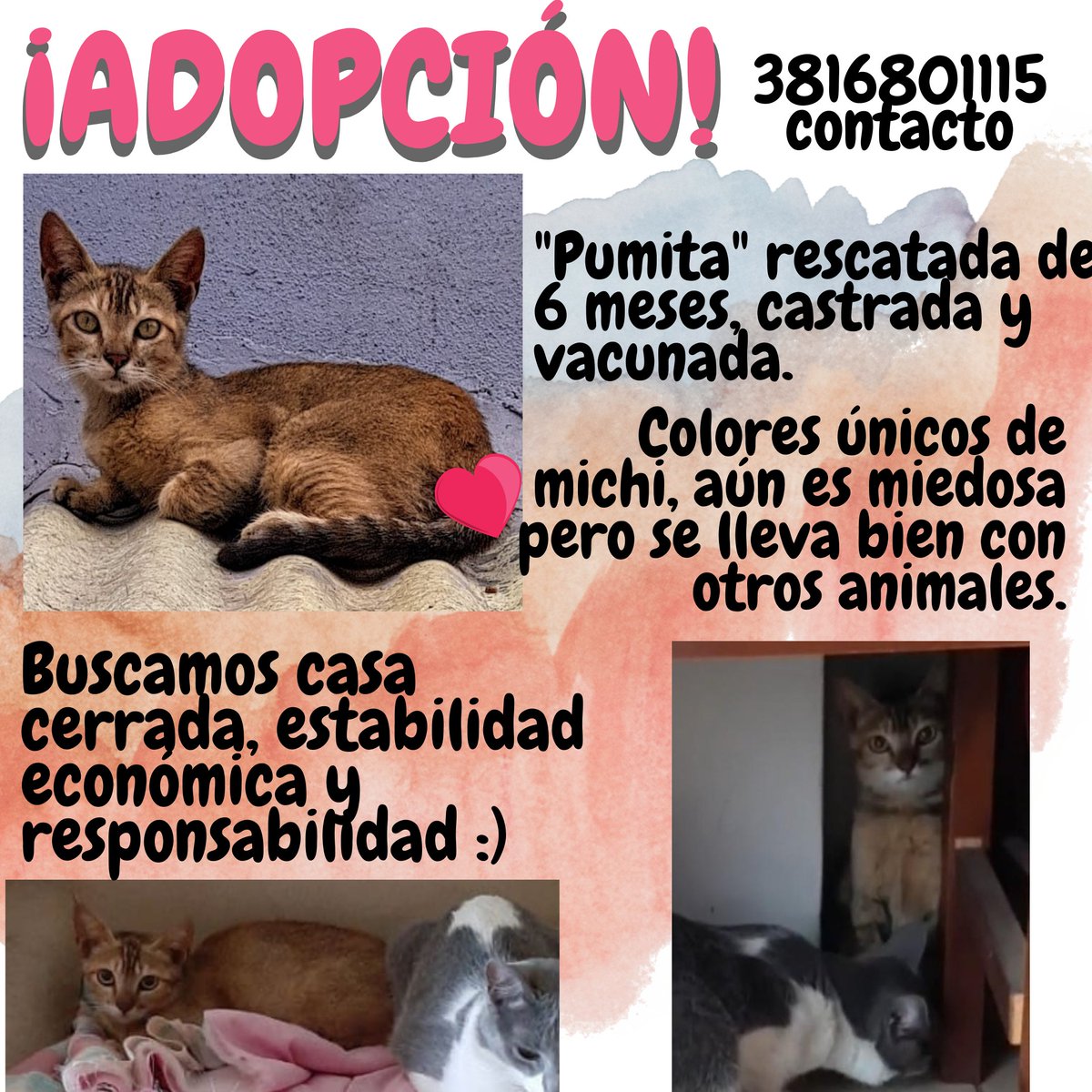 BelenGuzman69's tweet photo. Cachorrita puma en adopción! Ayudame a difundir... San Miguel de Tucumán 3816801115 https://t.co/ae5BcrxPPk