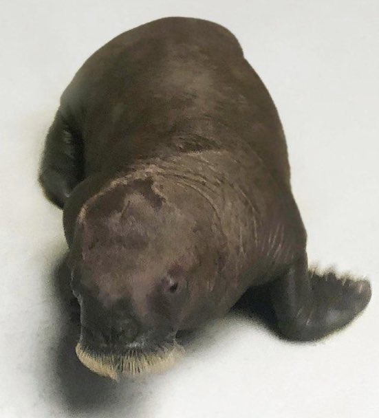 walruswhisperer's tweet photo. MarineLand is deleting all questions and blocking every person asking about missing walruses Smooshi and baby June on Facebook https://t.co/hF5rtbeGKx and Instagram. https://t.co/HugrLsrKdl - Are you blocked yet?? #SaveSmooshi #SaveJune https://t.co/SvPpEmw2oh