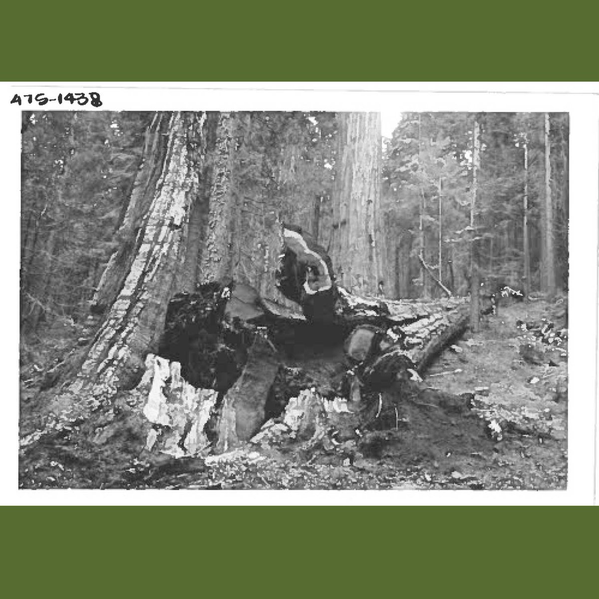 foresters's tweet photo. As SAF moved its headquarters to Washington, DC from Bethesda, MD, we brought history with us! The 6-ft wide Redwood tree cookie has its own story to tell. The press release (1975) & photos show how HUGE this piece of history is in height & significance. #FBF #CASAF @SafCeo https://t.co/gZ7XwrFKio