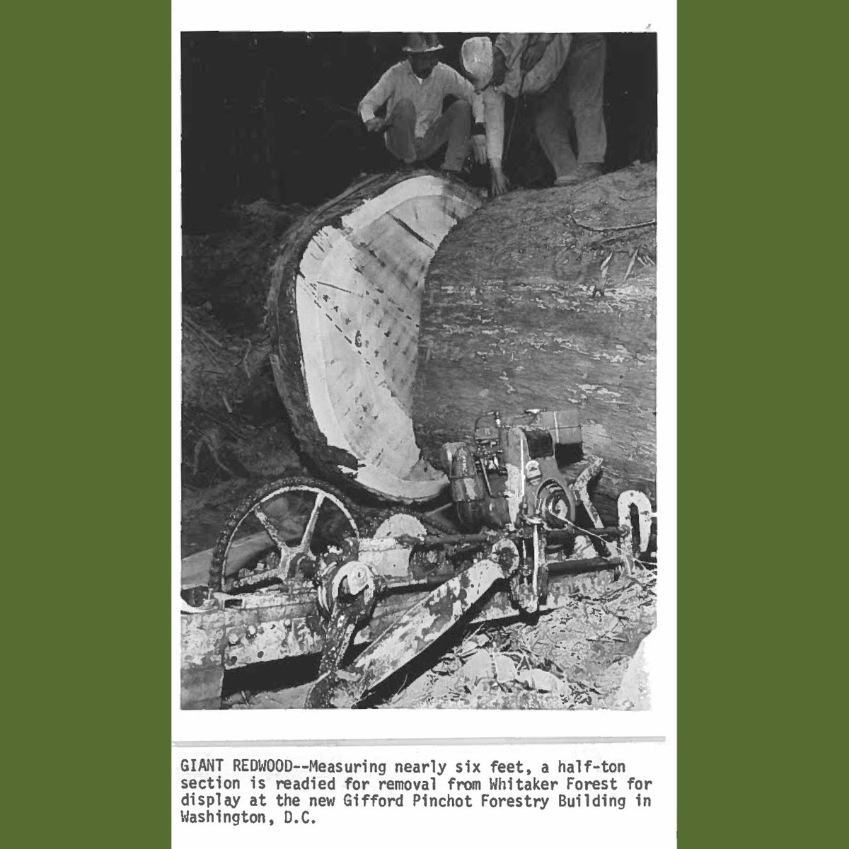 foresters's tweet photo. As SAF moved its headquarters to Washington, DC from Bethesda, MD, we brought history with us! The 6-ft wide Redwood tree cookie has its own story to tell. The press release (1975) & photos show how HUGE this piece of history is in height & significance. #FBF #CASAF @SafCeo https://t.co/gZ7XwrFKio