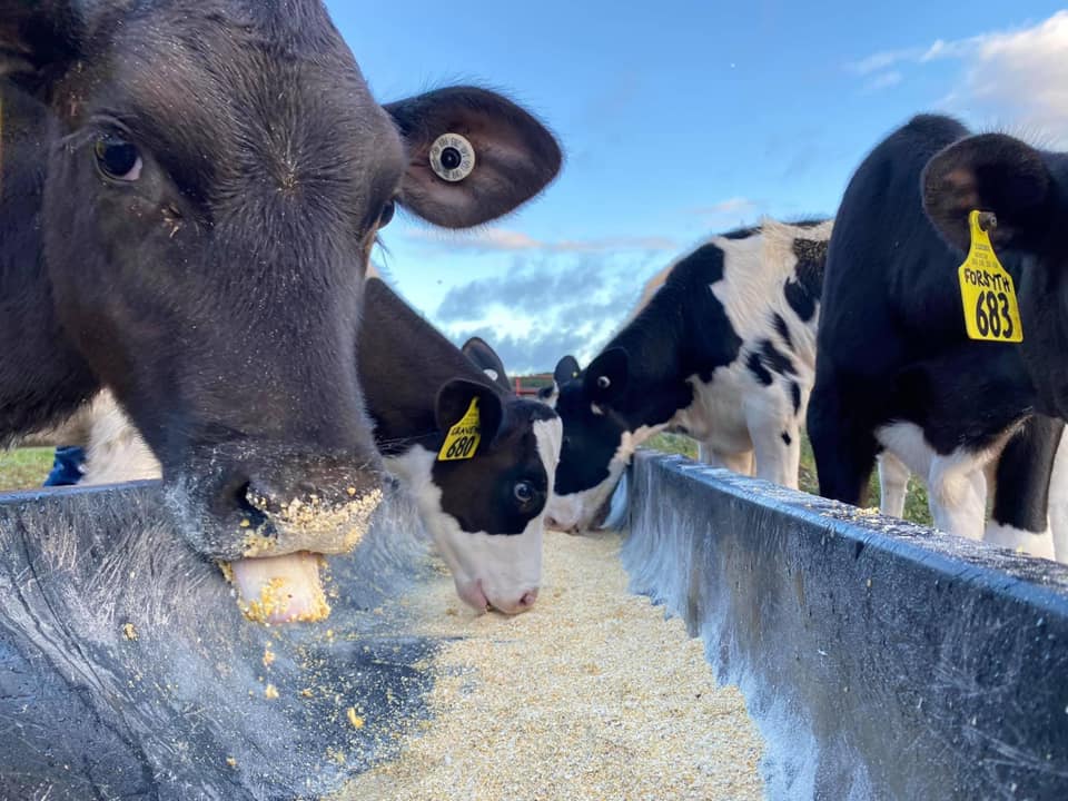 NCStateVetMed's tweet photo. Suns out, tongues out: Head into the weekend with this wonderful photo of our beautiful Holstein calves.  

Photo by Olivia Higgs. https://t.co/ZhYdY3gBNA