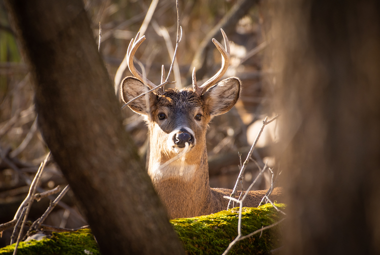 OODMag's tweet photo. What is needed to hunt deer?
https://t.co/dzsJw8Kzlc
#Hunting #Fishing #Outdoors #AskACO #CO #ConservationOfficer #Tags #Deer #Licences #PartyHunting #MNRF #OFAH https://t.co/9l1MwKMM30