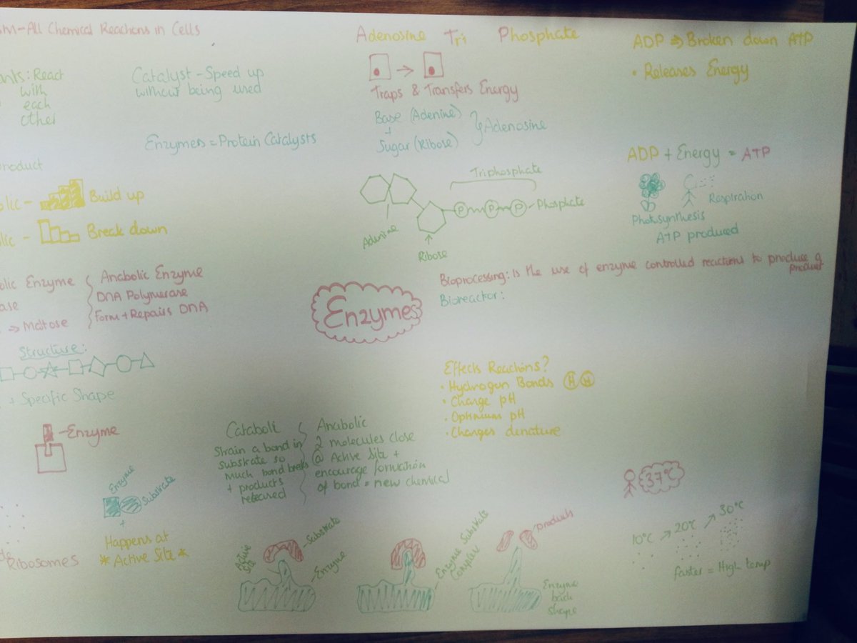 MulroyCollege's tweet photo. Excellence in Teaching & Learning in Mulroy College ππ
Check out these mind maps created by our 5th year Biology students following their study of Enzymes π¬π¬
#WeAreDonegalETB #excellenceinteachingandlearning #gratitude https://t.co/iCP7WyKCOC