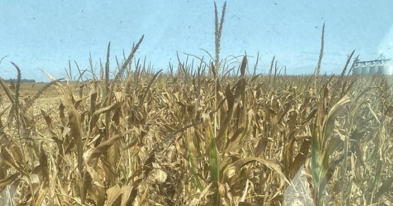 PioneerSeeds's tweet photo. “P9998Q stood awesome even on corn on corn, and the ears on it are huge!!!” 

What was your experience growing Pioneer® brand Qrome® corn? We’re collecting to share real stories from farmers, to farmers. #QromeAdvantage