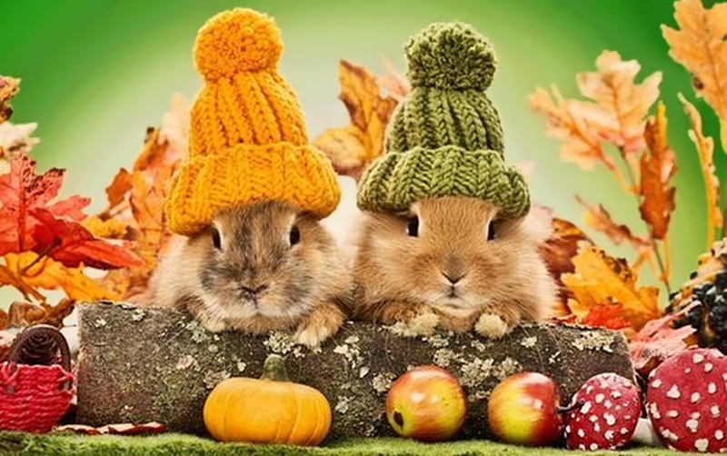 Havilah_V's tweet photo. #FurryFriday: 
#Autumn #AutumnBeauty #AutumnLeaves #FallSeason #FallColors #LeafPile #Animal #Animals #Bunny #rabbit #StockingHat https://t.co/5IJNbqu9X2