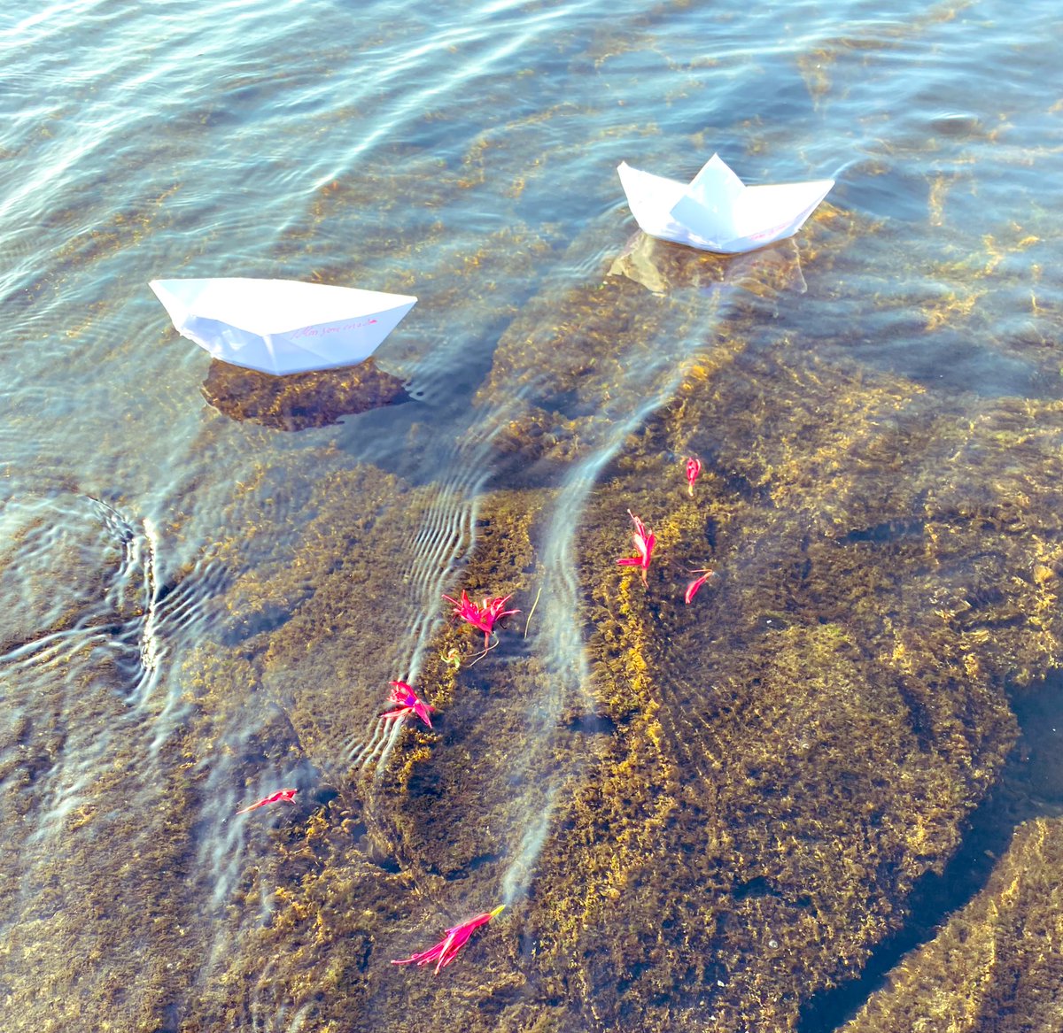 Zaynab71990's tweet image. ~

Nobody ever taught me 
how to make paper boats, but..

When I make 
my paper boat set sail, 

it always takes me to the place
 I want to go ... You ...