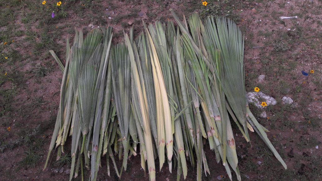 CONAFOR's tweet photo. #Entérate A través del proyecto #PRODEZSA, personas artesanas de la Organización Comunitaria Sanzeka del estado de #Guerrero viajaron 🛫a🛬 #Oaxaca para capacitar sobre el uso de la palma 🌴🧺🔔 https://t.co/gMLPeclrRv