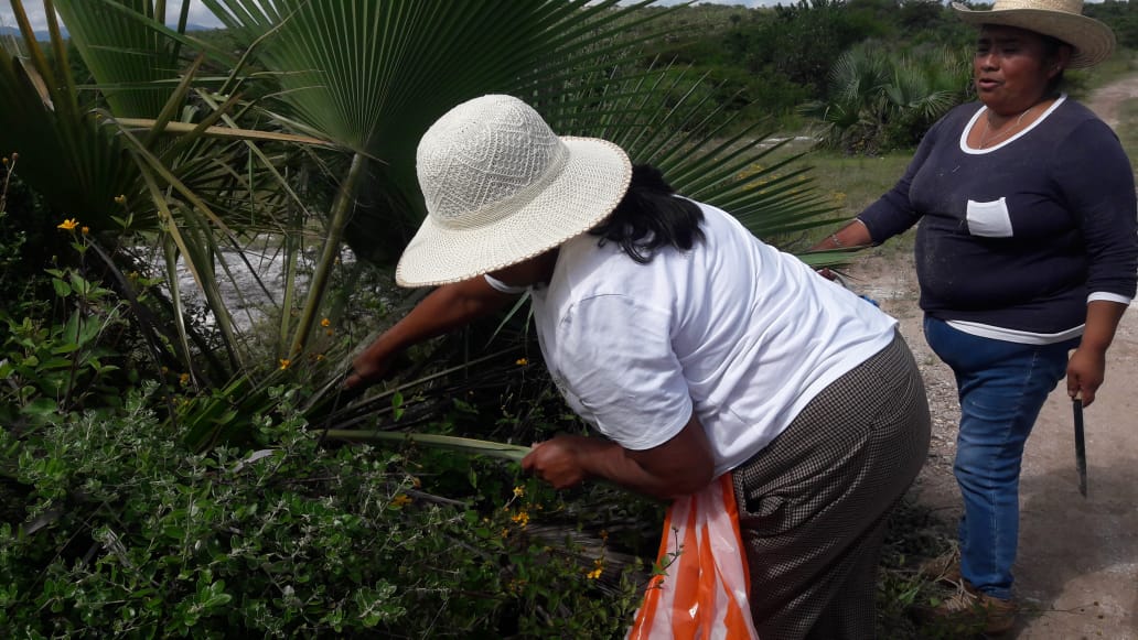 CONAFOR's tweet photo. #Entérate A través del proyecto #PRODEZSA, personas artesanas de la Organización Comunitaria Sanzeka del estado de #Guerrero viajaron 🛫a🛬 #Oaxaca para capacitar sobre el uso de la palma 🌴🧺🔔 https://t.co/gMLPeclrRv
