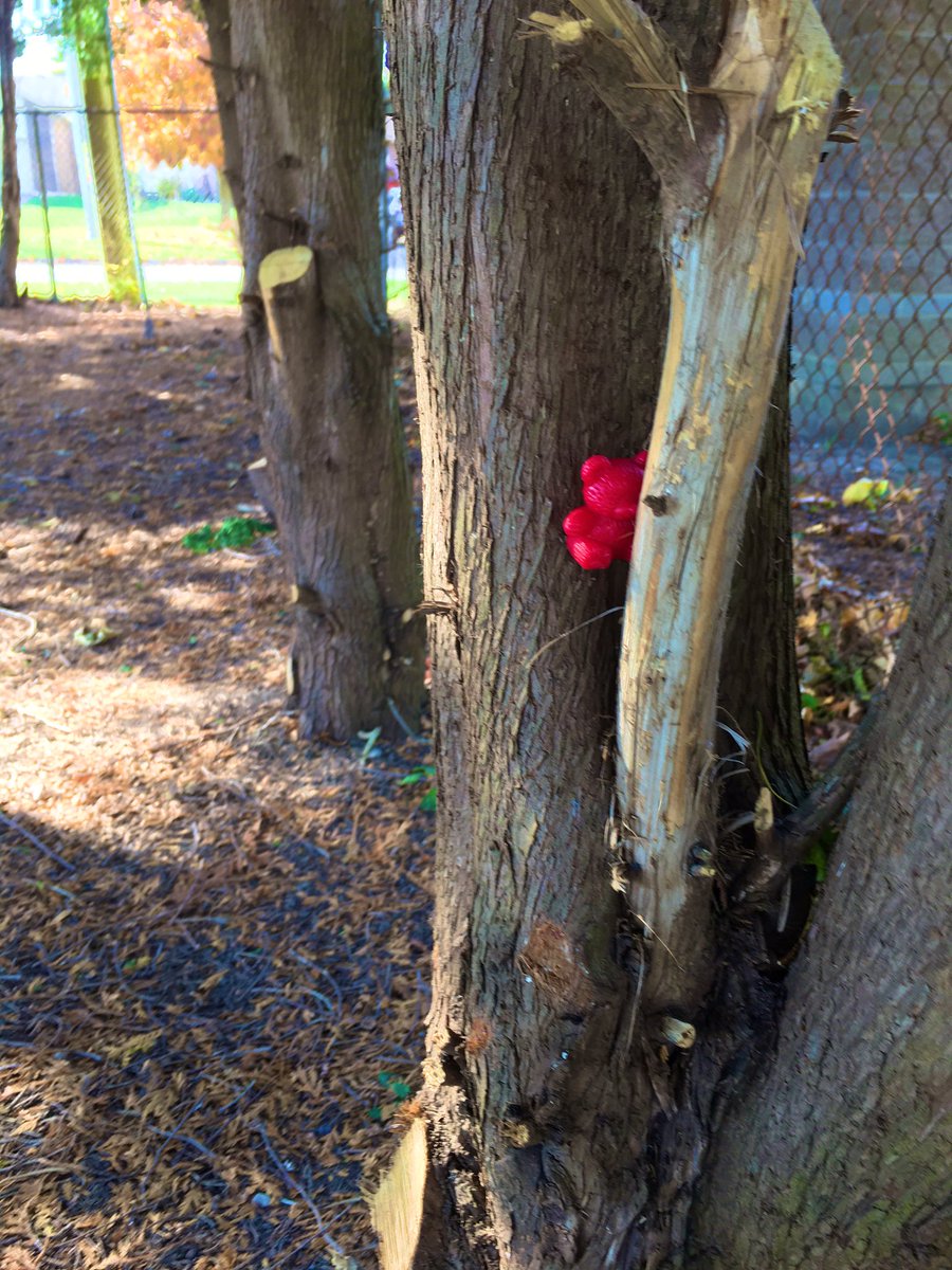 JenLoveday's tweet photo. Today in our forest, we went on a bear hunt!! 🐻🌲 #FDK @owl_4_FDK @WCPSBulldogs @LKDSB https://t.co/XMMVNYOy7d