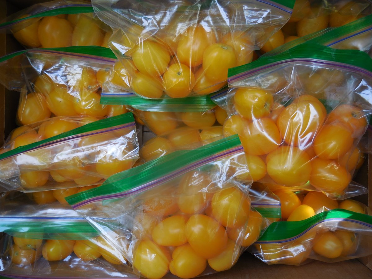 purduehortindy's tweet photo. The #PurdueExtension - Marion County Demonstration Garden in Indy set a new record in the amount of vegetables donated to local food pantries. Master Gardener volunteers harvested &amp; donated about 4/5th of a ton (1,671.5 pounds) this year. https://t.co/pP9NMHBGgX
