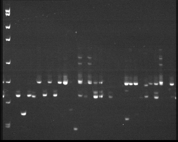 On this day 12 years ago... for those of you that know what this is, know! This is why I love tech, automation, delivering and became called the 'godfather of #KASP' in Australia.

#molecularbreeding #PAGE #SSR #molecularmarkers #MAS #kbioscience #lgcgenomics #bioresources