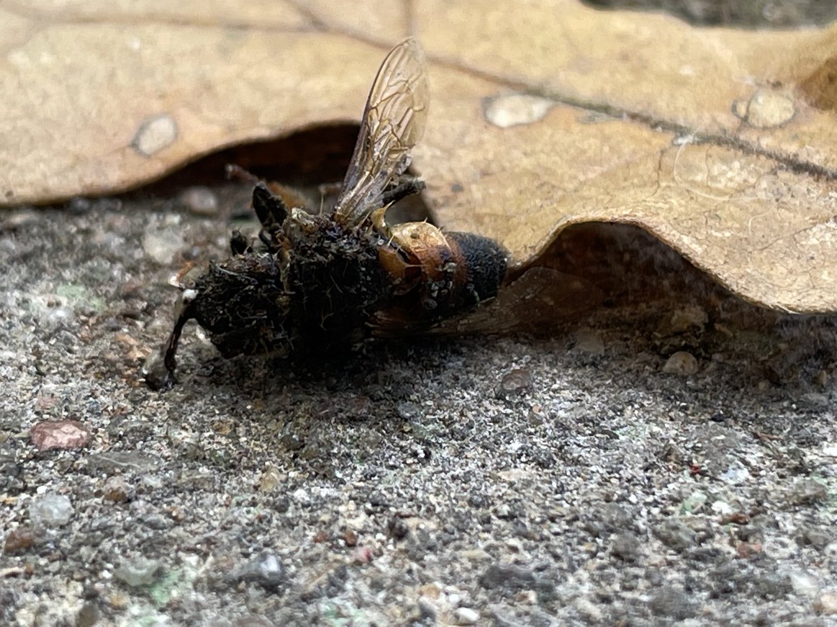 KymberlieWest's tweet photo. He drowned in my coffee. I tried to save him. But, I didn’t see him until he was upside down and his little legs were squirming. 😢 https://t.co/QW2kuOQkD0