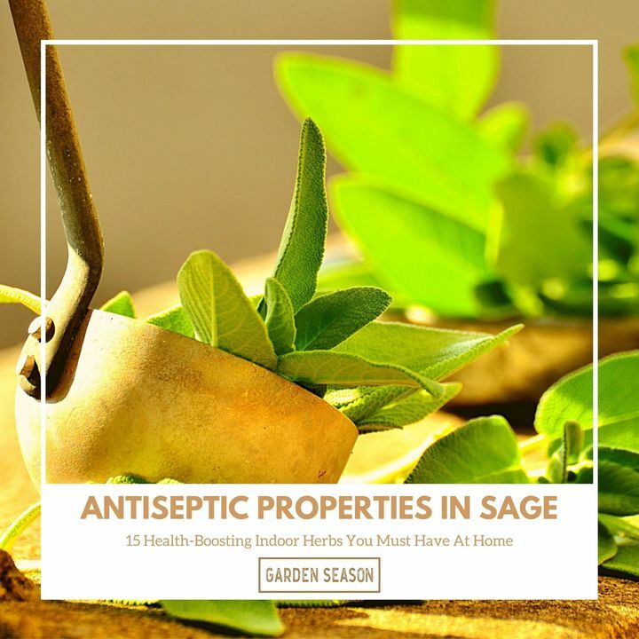 Sage is commonly used in meat dishes to enhance flavor, and perhaps unconsciously, to preserve and kill bacteria in meats. Thus, sage has antiseptic and antibacterial properties which can be used for healing.

bit.ly/indoor-herbs-h…