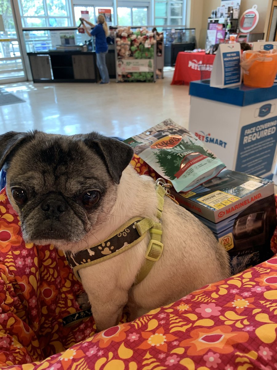 Pia_Pia_the_Pug's tweet photo. Someone wasnโt happy about leaving @petsmart too soon. LOL. @paisleypawscouture #veteranservicedog #servicedog #retired #shopping #puglife #pugsofinstagram #puglove #pugnation #pug #pugs #unhappy #adorable #precious #christmascoming #grumpy #anotherday #sorry #trulysorry #love https://t.co/fZj30wt5O0