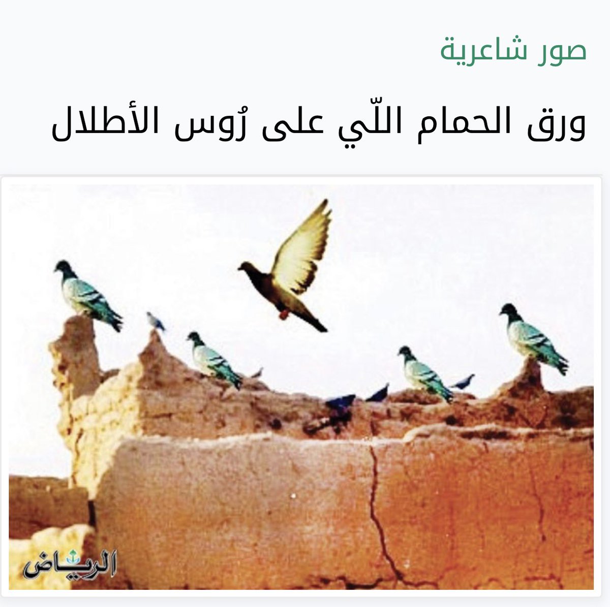 Mshleh1's tweet photo. ورق الحمام اللّي على رُوس الأطلال https://t.co/1jOsZn3bbG via @alRiyadh https://t.co/5RGhizTgtt