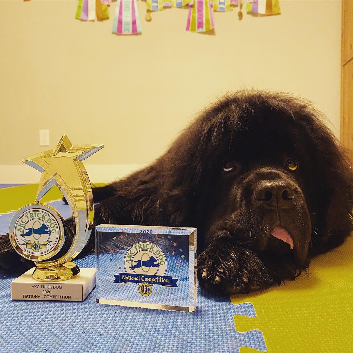 sassafraslowrey's tweet photo. SO PROUD!!! Sirius’ submission to the AKC 2020 National Trick Dog Competition is a Qualifying performance!!!! She was sent these fabulous trophies!!!! We will find out winners in December! @akcdoglovers #trickdog #dogtricks #akcdogs #dogsports https://t.co/aanhKhcDEn
