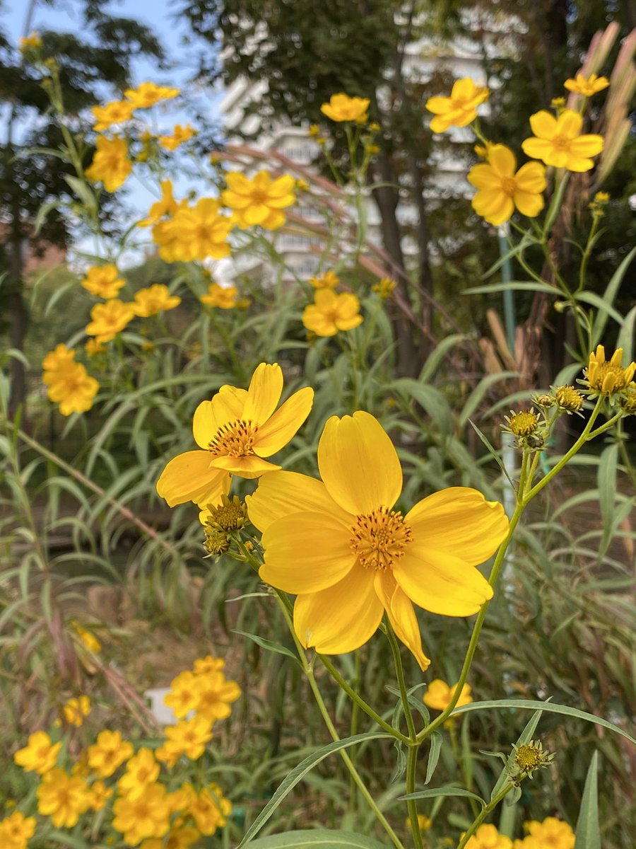 シオザキソウ 帰化植物見本園 キンバイタウコギ が見頃です 一見 キバナコスモスに見えますが センダングサ属です 帰化植物見本園