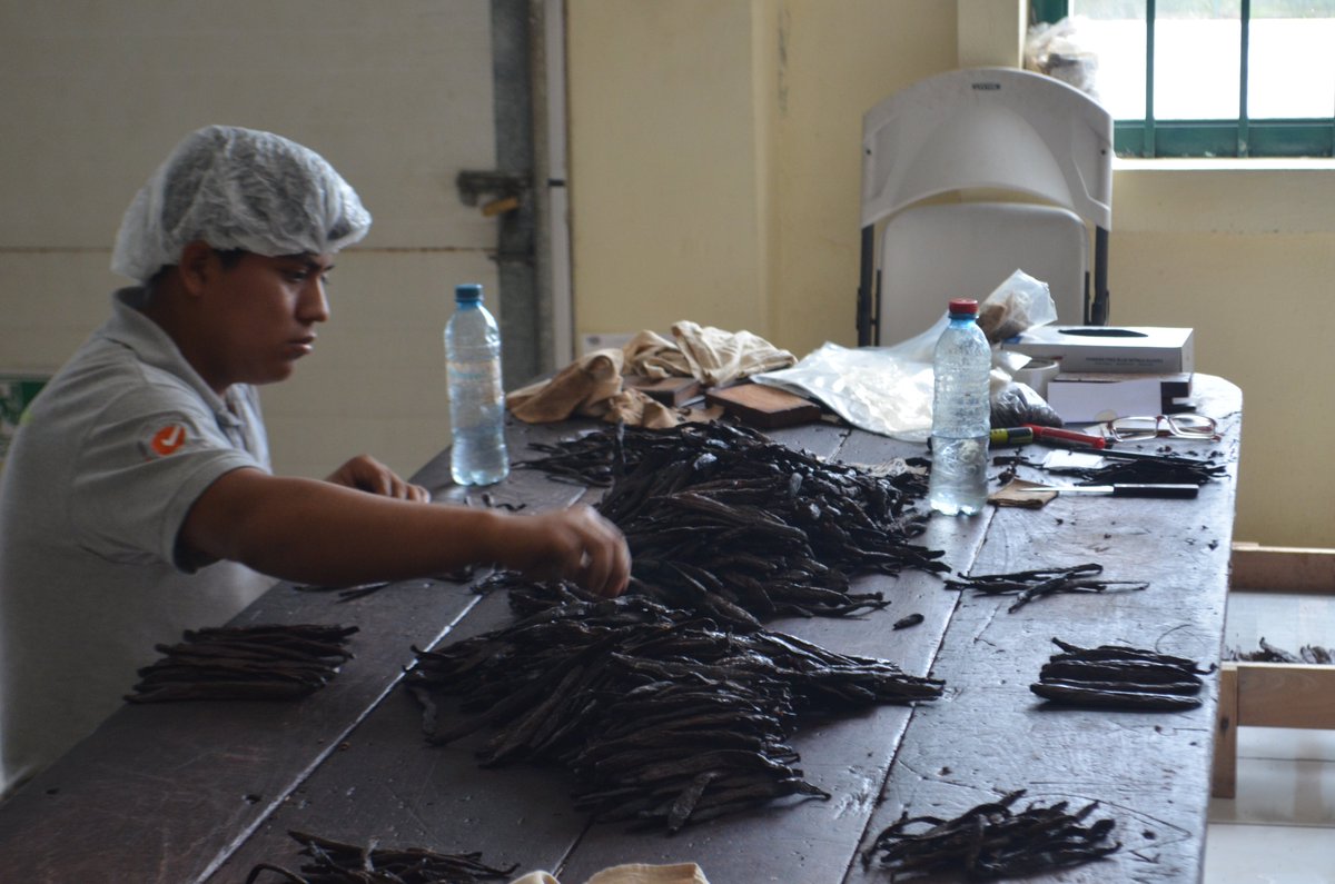 Small grower in Mexico sorting their vanilla for export.
#vanilla #vanillabean #vanillaplanifolia #pompona #vanillapompona #vanillabeans #mexican #mexicanvanilla #mexicanvanillabeans #vanillabakery #vanillasugar #vanillacookies #baking #vanillaplant #orchid #vanillaaroma
