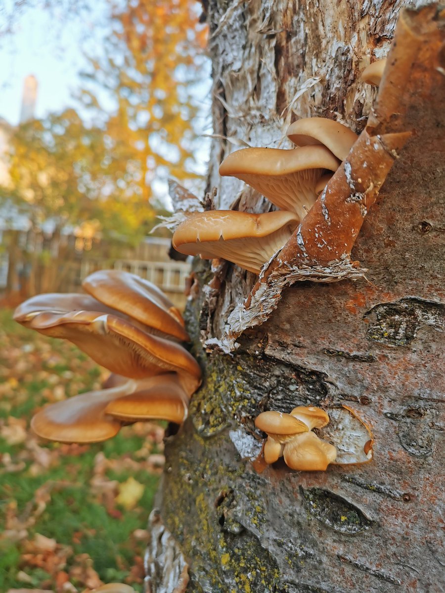 guseangela's tweet photo. Although beautiful I need some advice.  These fungi are currently growing on a living Mountain Ash tree.  The fruiting bodies have just sprung up, but the hyphae below will be extensive.  I need suggestions please. @OntarioGarden https://t.co/n6CEDSyKbM