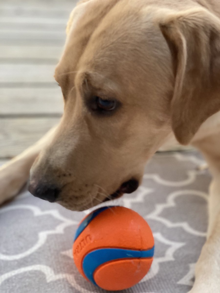 ghweldon's tweet photo. The longest, toughest week of a long, tough year. And here you are, bruised but unbroken, at the the end of it. Sid was worried for you, but he’s glad to see you’re still here. 

Go outside for a second. Watch a sunset. Play with a ball. It works for him. Might work for you. https://t.co/2ng9u3tcMM