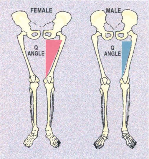 overall puzzle.Females tend to have a higher Q-Angle due to wider hips. The research is murky whether or not higher Q-Angle leads to more injuries, but honestly I’m not concerned about that as much as the biomechanical relevance of a higher angle.