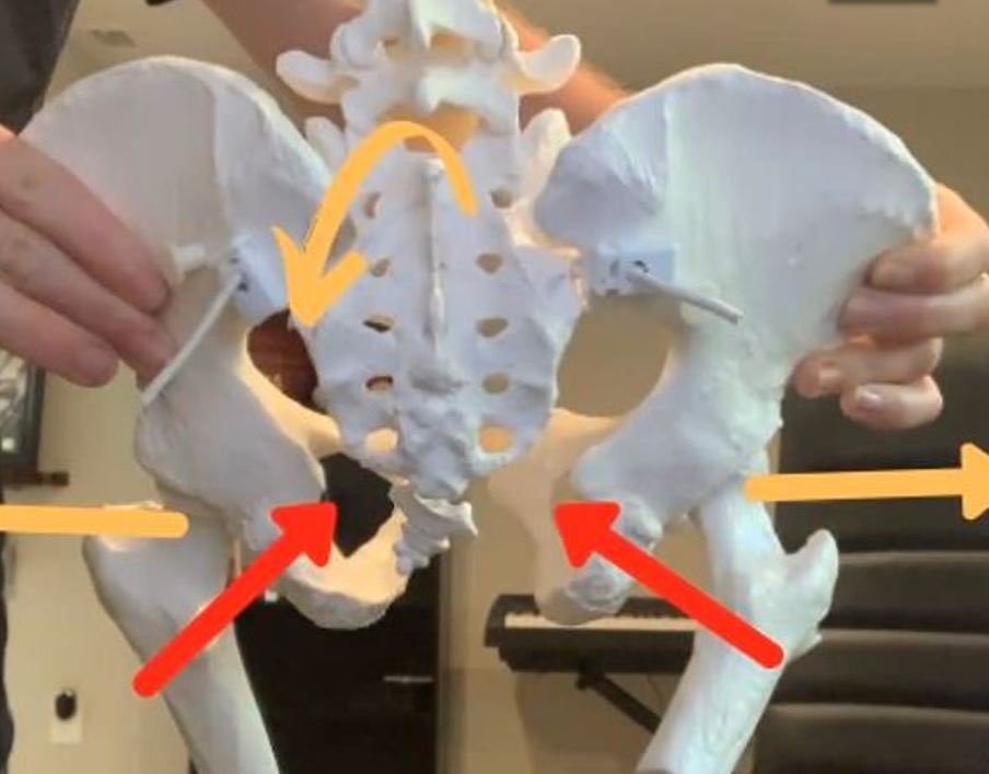 You can see how this could cause the deep hip external rotator (ER) muscles to become “shorter” or more “tight”, like the piriformis, glutes, and obturators.