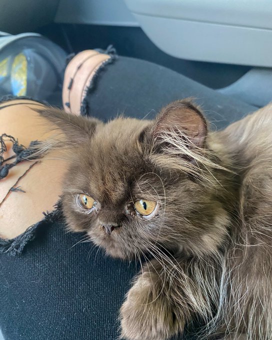 Hope this brightens up your day 😽✨ https://t.co/AgHGteK07d<a href="/tag/spookyvibes"class="tags"><span>#spookyvibes</span></a><a href="/tag/halloween2020"class="tags"><span>#halloween2020</span></a><a href="/tag/colourscarnivale"class="tags"><span>#colourscarnivale</span></a>