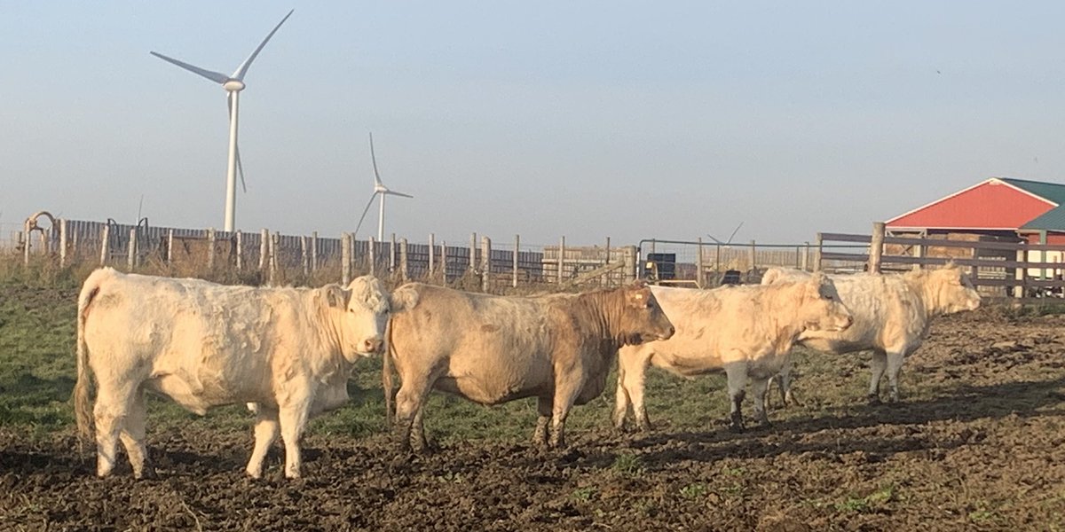 A sample of the WSS bred heifers selling in Hanover tomorrow. Due March-April to a calving ease Charolais bull.  Wanda 519-385-1023     Ben 519-374-3335 Carl 519-369-7489 <a href="/OnCharolais/">Ontario Charolais</a>