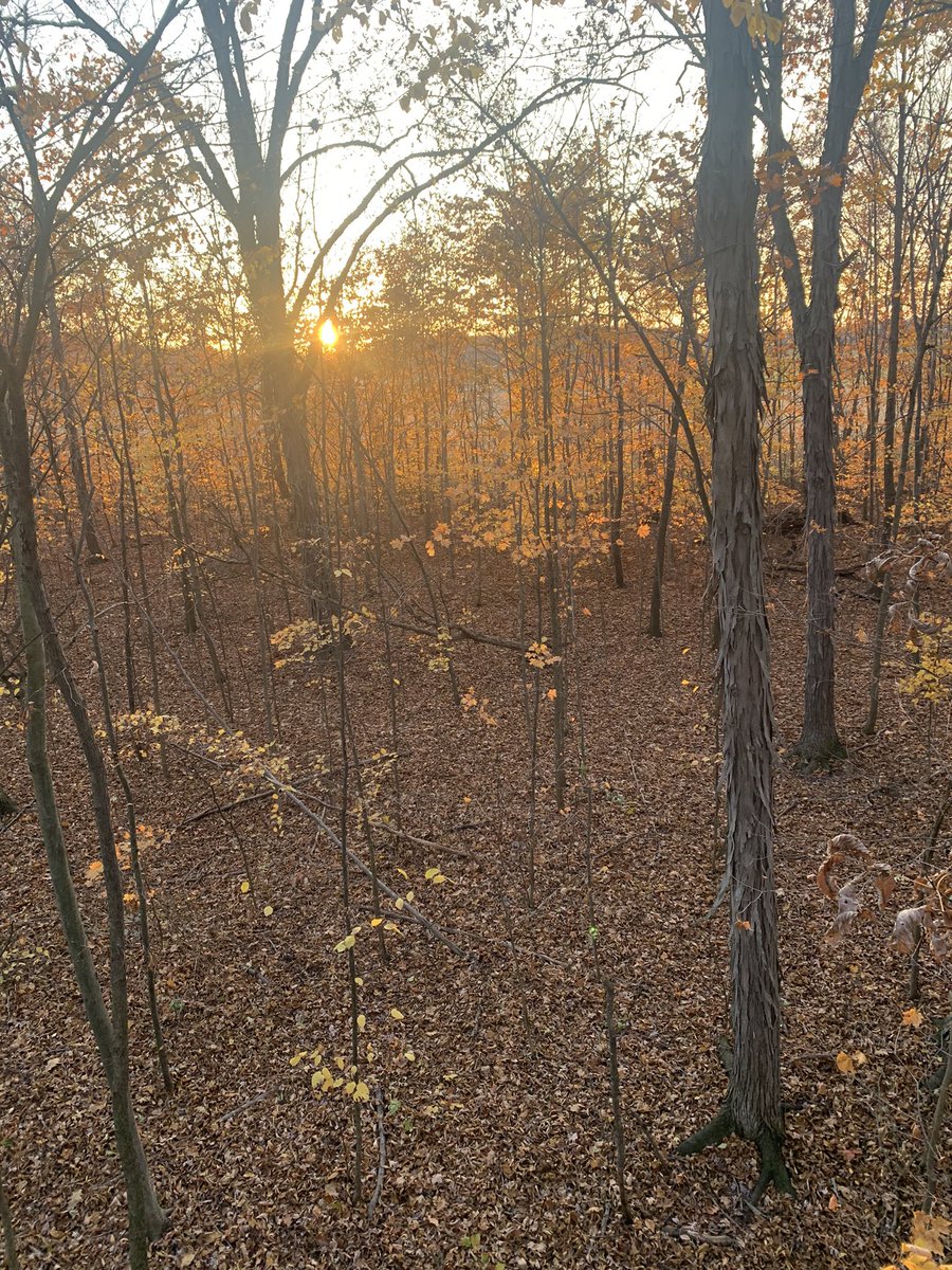 MrsWyant9's tweet photo. Beautiful night to be in the woods! https://t.co/cJO3GBVp8m