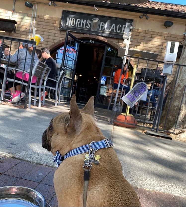 normsevents's tweet photo. #TGIF Come kick it on our dog friendly patio and enjoy your Friday! 
📷 milothemuffin

#NormsPlace #Danville #BestWings #CraftBeer #PatioLife #NFL #DogFriendlyPatio https://t.co/3DSK8Ho88K